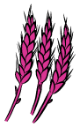 wheat illustration