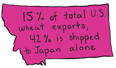 montana wheat statistic