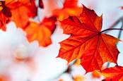 Red maple leaves on a tree