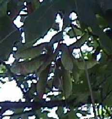 Fruits of the big-leaf maple