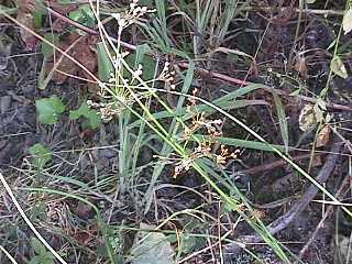 The grooved rush has a lateral inflorescence.