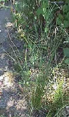 The grooved rush can be 30-90 cm tall.