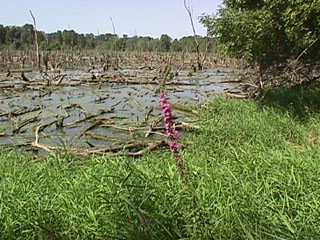 Prefers a few inches of inundation