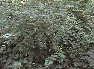 The Snowberry blooms from May until August