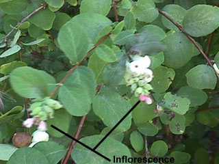 Symphoricarpos albus