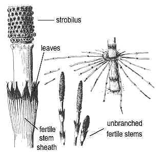 horsetails diagram