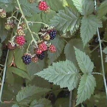 wild blackberry vines