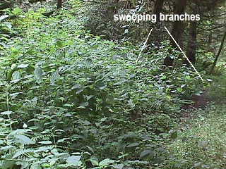 Stinging Nettle - Montana Field Guide