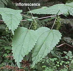 Stinging Nettle - Montana Field Guide