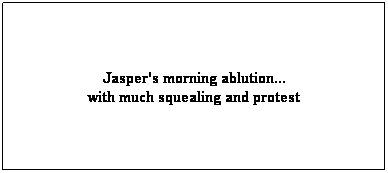 Text Box:  
Jasper's morning ablution...
with much squealing and protest
 
