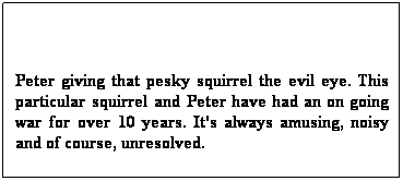 Text Box:  
Peter giving that pesky squirrel the evil eye. This particular squirrel and Peter have had an on going war for over 10 years. It's always amusing, noisy and of course, unresolved. 

