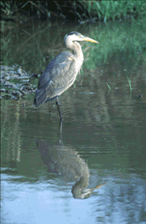 Great Blue Heron