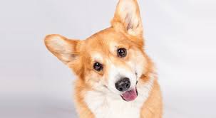 corgi