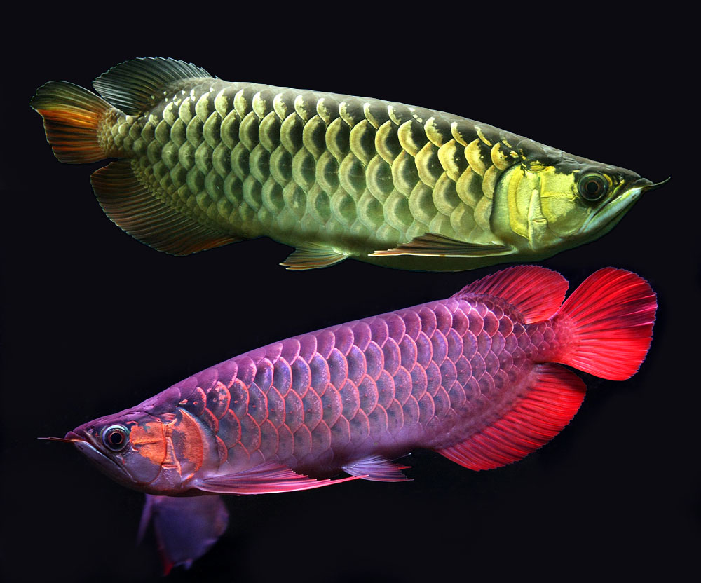 Two color variants of Asian Arowanas