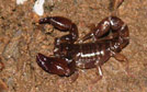 Scorpion_Trinidad