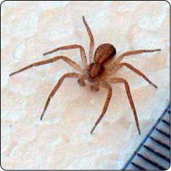 Spiders Commonly Found in Gardens and Yards - Susan Masta