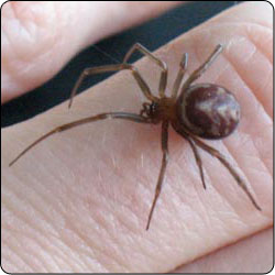 Spiders Commonly Found in Gardens and Yards - Susan Masta