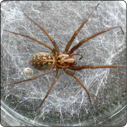 Spiders Commonly Found in Gardens and Yards - Susan Masta