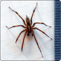 brown wood spider