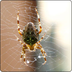 The common spiders of the United States. Spiders -- United States. 7o THE  COMMON SPIDERS the edge are faintly lighter than the rest. The abdomen has  a pointed middle stripe, dark