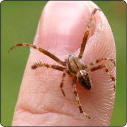 Spiders Commonly Found in Gardens and Yards - Susan Masta - Portland State  University