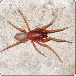 Red Colored Spiders In Colorado