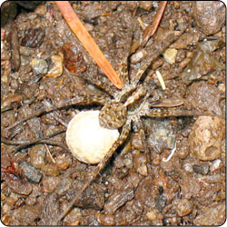 Spiders Commonly Found in Gardens and Yards - Susan Masta