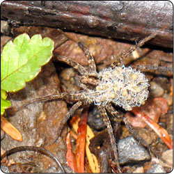 Spiders Commonly Found in Gardens and Yards - Susan Masta