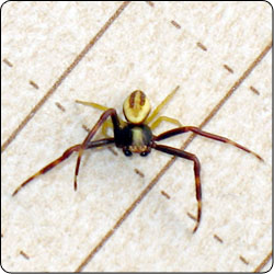 Spiders Commonly Found in Gardens and Yards - Susan Masta