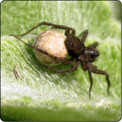 Spiders Commonly Found in Gardens and Yards - Susan Masta