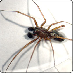 Spiders Commonly Found in Gardens and Yards - Susan Masta