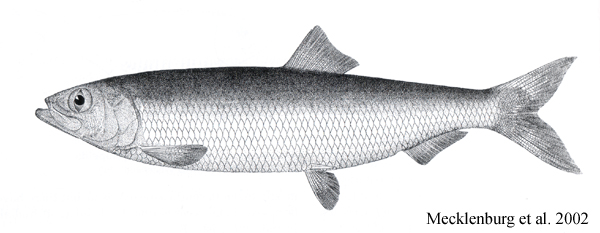Stock photo of Pacific flatiron herring (Harengula thrissina) bait
