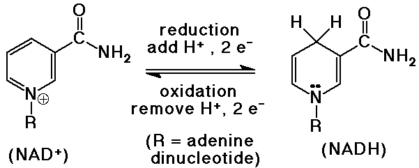 Chapter 26 Notes